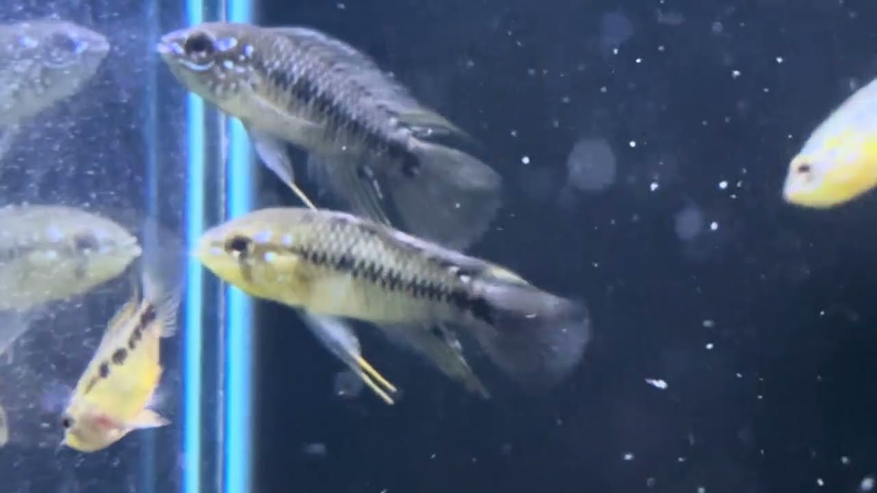 Vejam todos os peixes da loja em 5/12/2025 parte 2 ( vejam as outras na sequência )