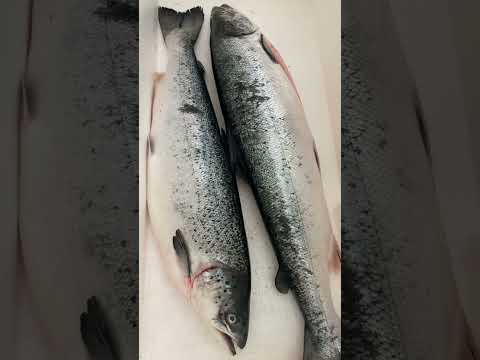 سالمون فريش