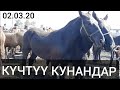 кулун ӨЗГӨНДӨ КҮЧТҮҮ КУНАНДАР~БЭЭЛЕР~ТАЙЛАР ТҮШТҮ 02.03.20