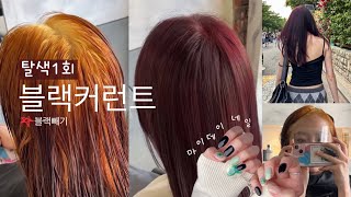 블랙커런트 그게 뭔데 💇🏻‍♀️ | 블랙머리 탈색하기 | 마이데이 생일 팬네일🍀💅🏻