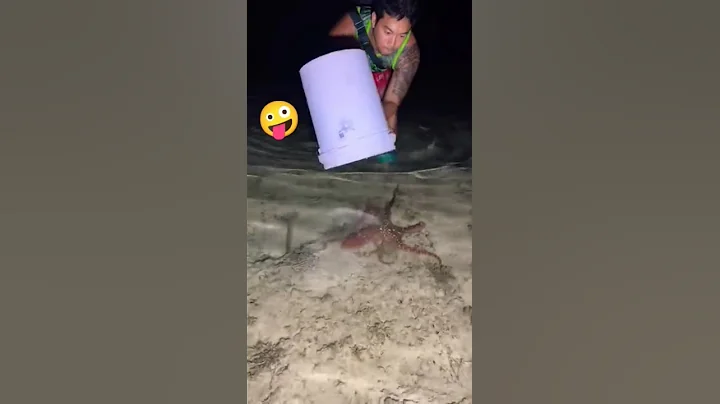 Big Giant Octopus catching, octopus#shortvideo #funny