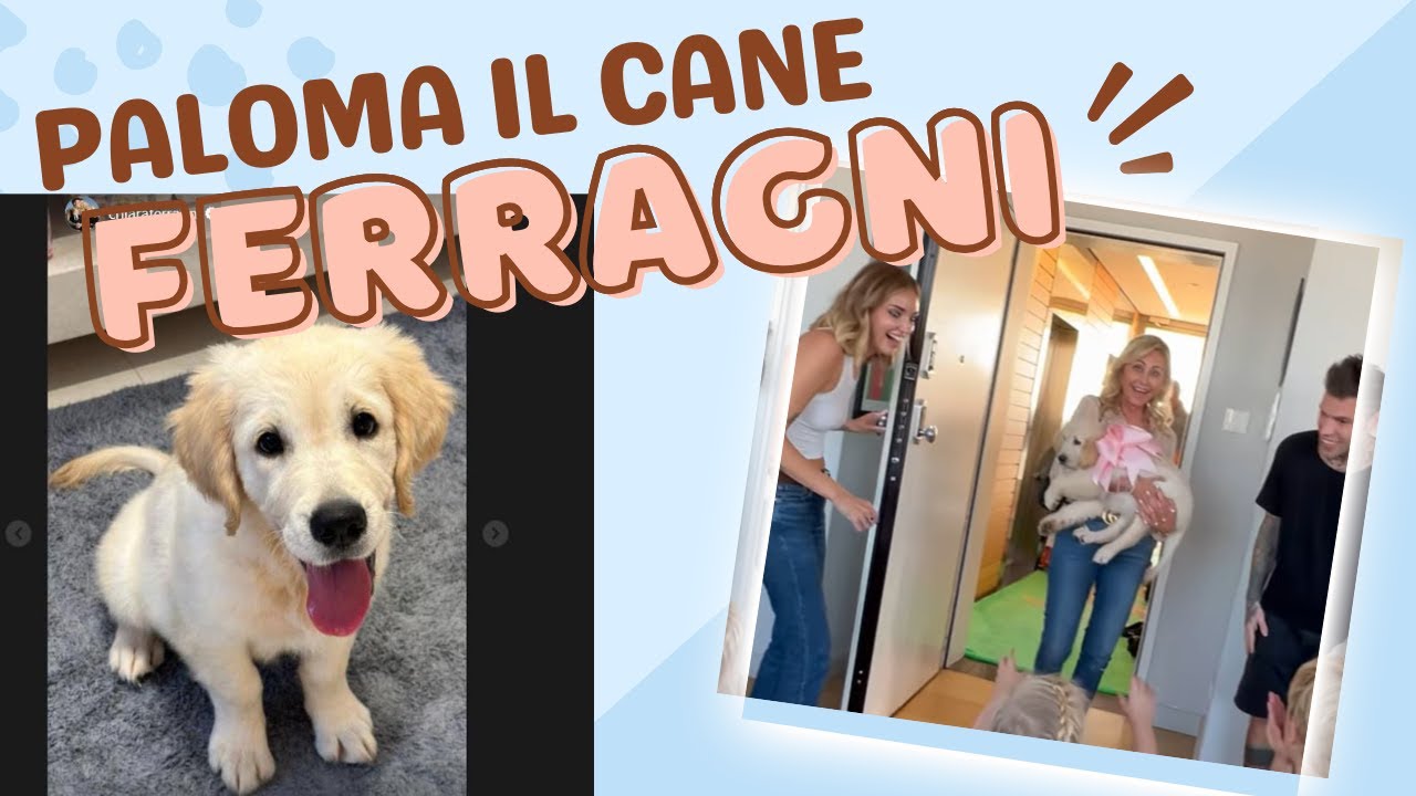 Paloma il cane dei Ferragni distrugge la casa con il suo entusiasmo