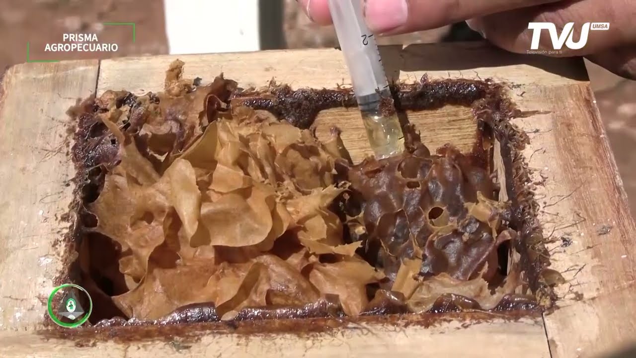 MANEJO Y CRÍA DE DIFERENTES ESPECIES DE ABEJAS MELIPONAS - UMSA