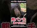 とぼけた表情を見せた直後一瞬で不意打ちするクマ！！#熊 #animals #動物