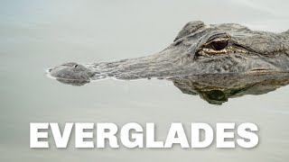 Alligators in Everglades National Park | Wildlife Hiking Trails