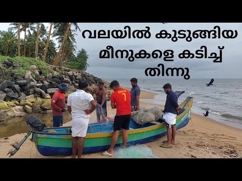 വലയിൽ കുടുങ്ങിയ മീനുകളെ കടിച്ച് തിന്നു fishing | fishing malayalam | sea fishing | fisherman | fish