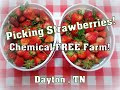 Chemical Free Strawberry Farm! Pick Berries#WithMe