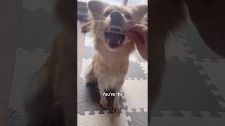 Celebrity Don't be fooled by appearances! #dog #funny #pets Profile