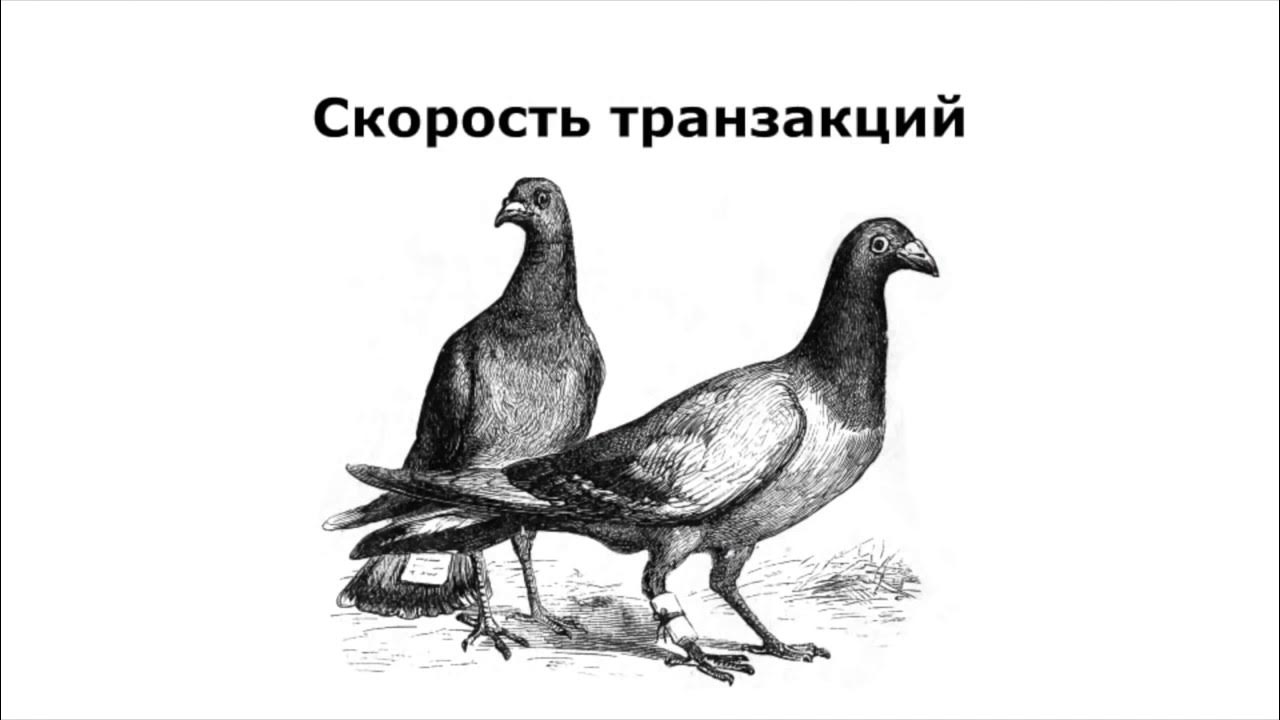 Почтовый голубь. Голубь несет письмо. Как голуби находят дорогу. Голубь с письмом. Почтовые голуби презентация.