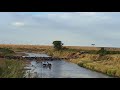 Wildebeests Migration In Masaimara 12 July 2025 Wildebeests Migration In Masaimara 12 July 2025