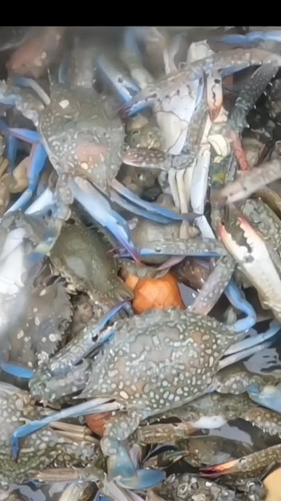 This is how I look for crabs in the sea