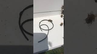 What bees do with the rubber bands when they are used to hold the comb in from a bee removal.