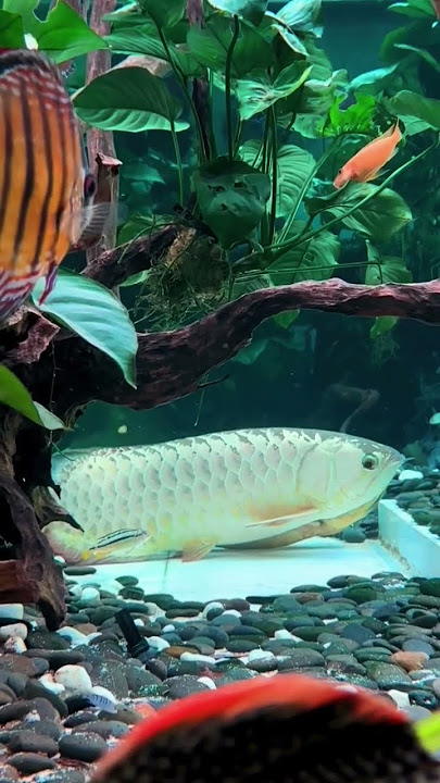 KAWIN ? #indodragon #arowana #aquarium #arwana #fishing #kontesonline #fish