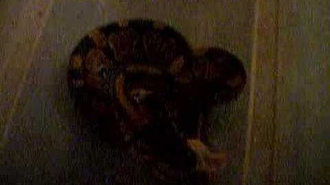 Ball python eats hopper mouse