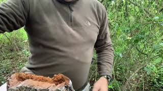 Throwing a spark on a old piece of Oak bracket fungus