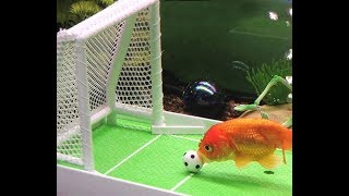 Intelligent  Fish playing Football