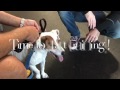 8 year old Jack Russell Terrier - 1 lesson