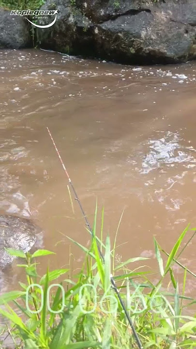 MOMENT SAMBARAN PESUT #fishing #mancing #ikan #angler