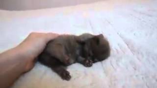 Le Chaton Le Plus Mignon Du Monde Youtube