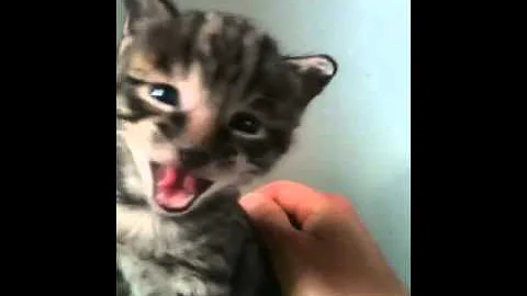 Video 1014491: cat f2 savannah kitten, cat cut kitten