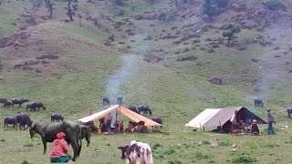 This is Himalayan Village Life |Ep-265 | Organic Himalayan Shepherd Life in winter | Village food