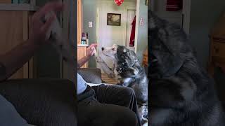 Juneau ♥️s Marrow Bones fr AuntieJo #juneauthesinginghusky #siberianhusky #singinghusky #hungryhusky