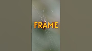 How do spiders spin webs?