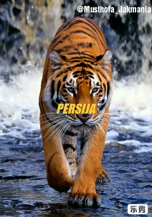 Kukibarkan bendera PERSIJA  untuk story wa