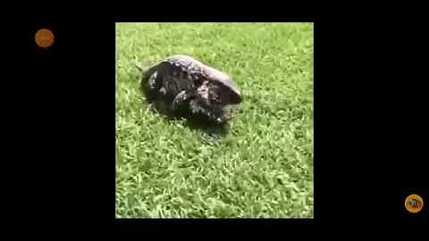 Lizard jumpscare (full version)