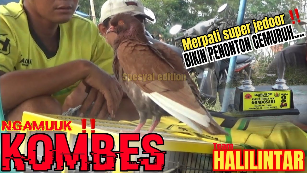 🔴spesyal KOMBES merpati super jedor‼️tim HALILINTAR sang juara2 di kolong silirejo syawalan cup 2023