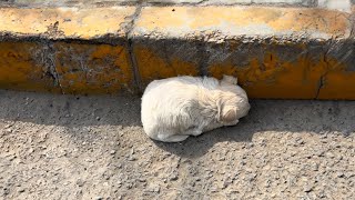 Çöp kamyonundan düşen minik bir köpek yavrusu, yol kenarında tek başına titriyor ve ağlıyor