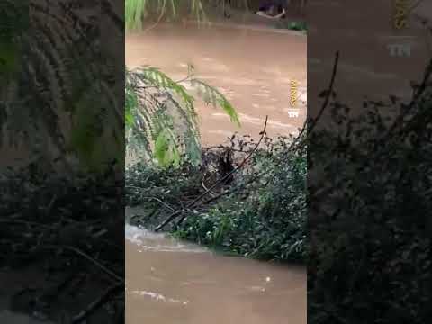 Mulher se agarra à árvore e sobrevive após ser arrastada por correnteza no Sul de Minas