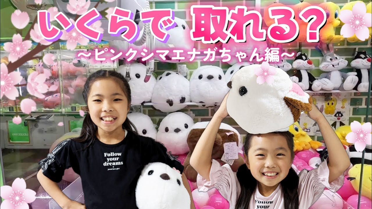 【3382】2羽のシマエナガちゃん♡コーラルピンクの星型 ピンクユーフォルビア クレーンゲーム】羽がピンクの可愛い過ぎるシマエナガちゃん😍いくらで