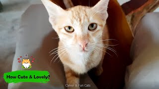 Tiny Feral Kittens Learn To Accept Love - Stray Cats  😻 | Clever & Fun Cats