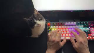 ASMR - The CAT LOVES This  Keyboard Sound! ^_^
