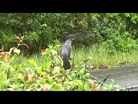 Catbird in the Quincebush