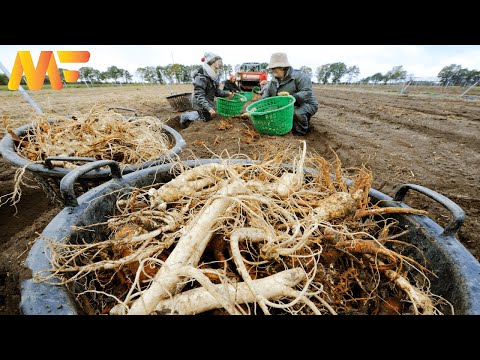 Modern Korean Ginseng Farming | Korean Ginseng Harvesting And Processing Factory | Modern Farm:➤#58