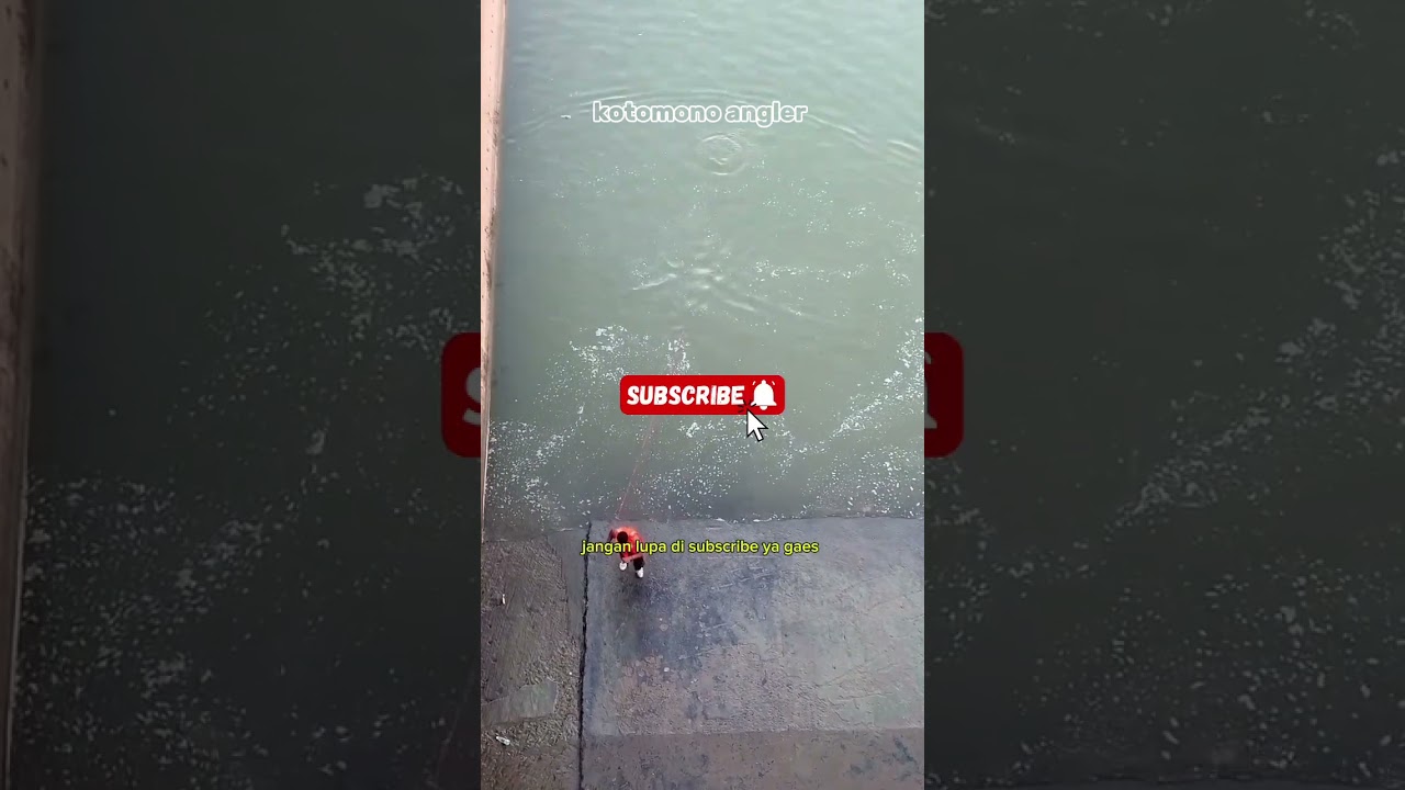 menangkap ikan dengan jala atau jaring #jala #netfishing