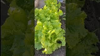 sobrang healthy ng mga lettuce na tinanim ko nakakatuwa.