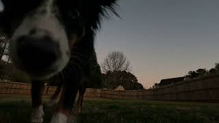 Gopro Test On Geprc Crown Hd