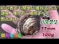 【御殿場海岸】もう公開します。明日の潮干狩りでハマグリを人より獲りたいと言う方、見てください！