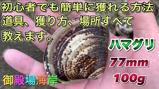 【御殿場海岸】もう公開します。明日の潮干狩りでハマグリを人より獲りたいと言う方、見てください！