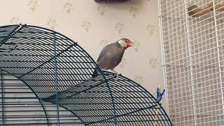 Young Java finch 2017 - Copybird