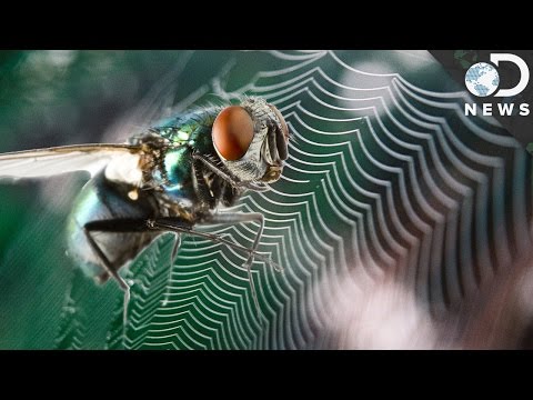 Can Flies Feel Fear Like Humans?