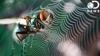 Can Flies Feel Fear Like Humans?