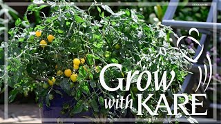 Grow with KARE: Perfect produce for hanging baskets