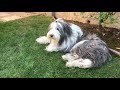 Bearded Collie Perspective - Its A Dogs Life の動画、YouTube動画。