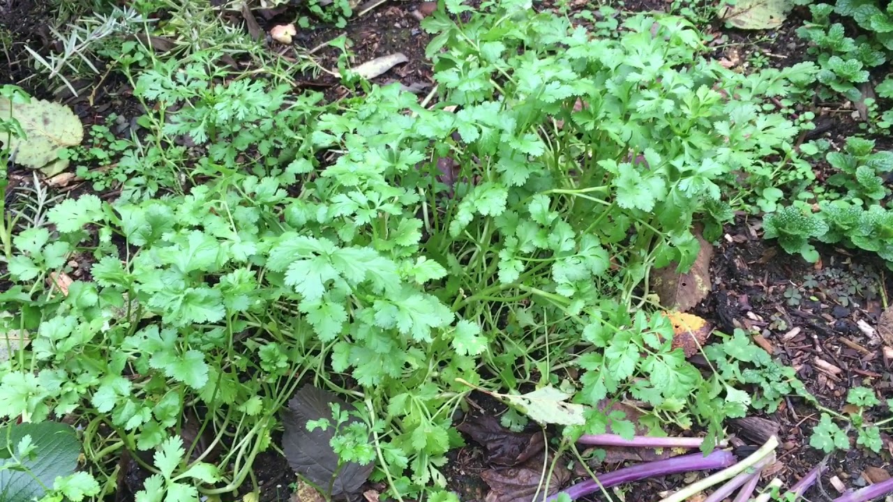 8 Perennial Herbs You Can Grow