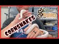 Cornsnakes