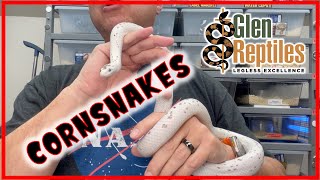 Cornsnakes by Glen Reptiles 567 views 1 month ago 22 minutes